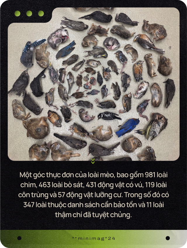 Mèo của bạn ở nhà ngoan lắm, nhưng một khi lẻn được ra ngoài, chúng sẽ trở thành nỗi khiếp sợ của hệ sinh thái- Ảnh 2. Mèo của bạn ở nhà ngoan lắm, nhưng một khi lẻn được ra ngoài, chúng sẽ trở thành nỗi khiếp sợ của hệ sinh thái- Ảnh 2.