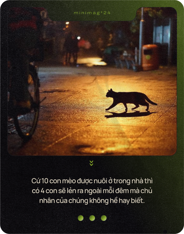 Mèo của bạn ở nhà ngoan lắm, nhưng một khi lẻn được ra ngoài, chúng sẽ trở thành nỗi khiếp sợ của hệ sinh thái- Ảnh 4. Mèo của bạn ở nhà ngoan lắm, nhưng một khi lẻn được ra ngoài, chúng sẽ trở thành nỗi khiếp sợ của hệ sinh thái- Ảnh 4.