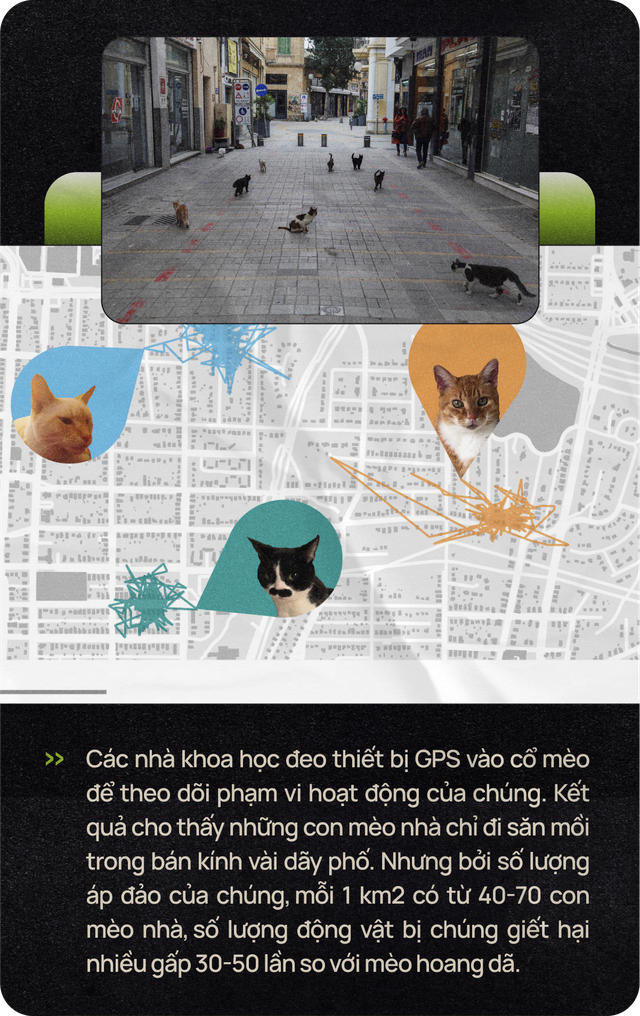 Mèo của bạn ở nhà ngoan lắm, nhưng một khi lẻn được ra ngoài, chúng sẽ trở thành nỗi khiếp sợ của hệ sinh thái- Ảnh 5. Mèo của bạn ở nhà ngoan lắm, nhưng một khi lẻn được ra ngoài, chúng sẽ trở thành nỗi khiếp sợ của hệ sinh thái- Ảnh 5.