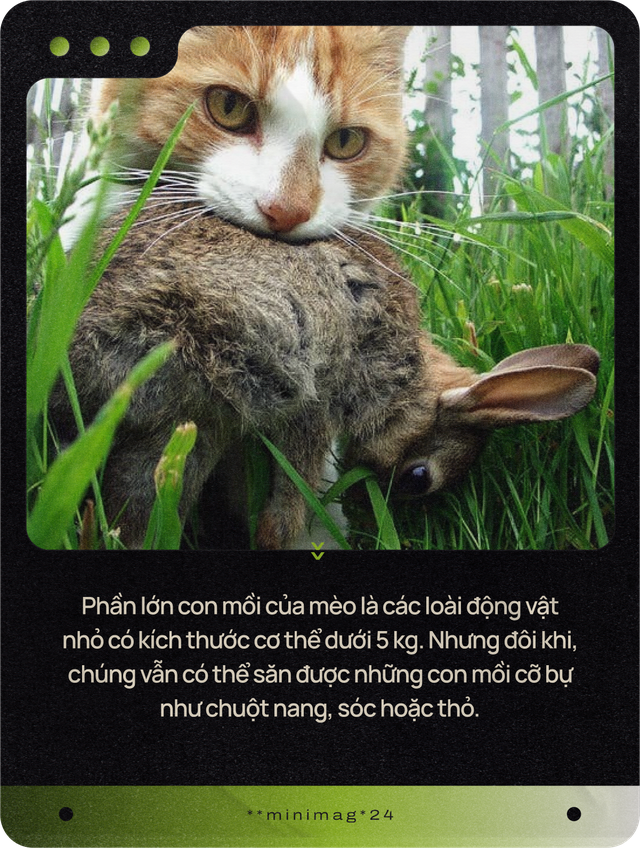 Mèo của bạn ở nhà ngoan lắm, nhưng một khi lẻn được ra ngoài, chúng sẽ trở thành nỗi khiếp sợ của hệ sinh thái- Ảnh 7. Mèo của bạn ở nhà ngoan lắm, nhưng một khi lẻn được ra ngoài, chúng sẽ trở thành nỗi khiếp sợ của hệ sinh thái- Ảnh 7.