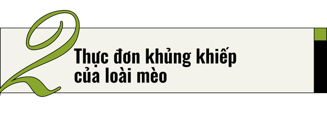 Mèo của bạn ở nhà ngoan lắm, nhưng một khi lẻn được ra ngoài, chúng sẽ trở thành nỗi khiếp sợ của hệ sinh thái- Ảnh 8. Mèo của bạn ở nhà ngoan lắm, nhưng một khi lẻn được ra ngoài, chúng sẽ trở thành nỗi khiếp sợ của hệ sinh thái- Ảnh 8.