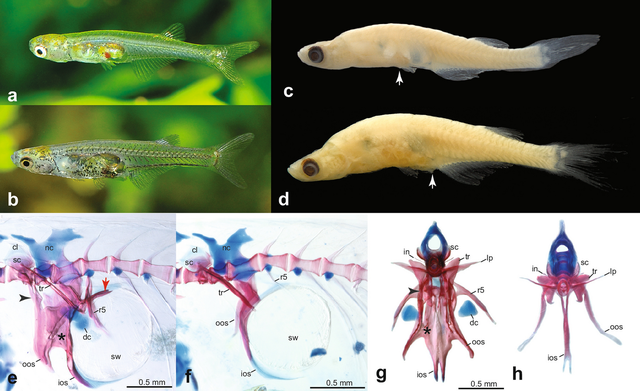 Bí ẩn về loài cá chỉ dài 12 mm nhưng có thể phát ra âm thanh to như máy bay phản lực!- Ảnh 3. Bí ẩn về loài cá chỉ dài 12 mm nhưng có thể phát ra âm thanh to như máy bay phản lực!- Ảnh 3.