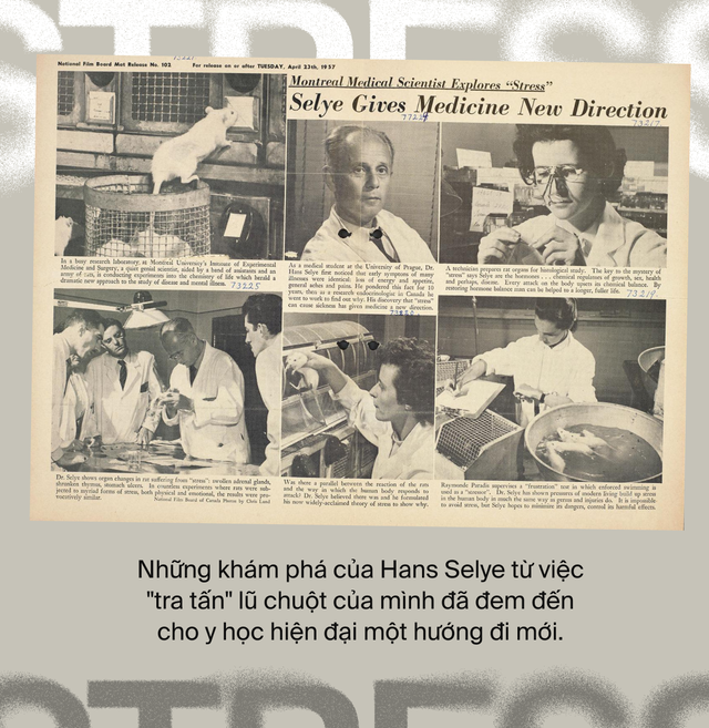 Ai đ&atilde; "ph&aacute;t minh" ra stress: T&aacute;c nh&acirc;n của 80% bệnh tật tr&ecirc;n đời, bao gồm cả ung thư?- Ảnh 9.