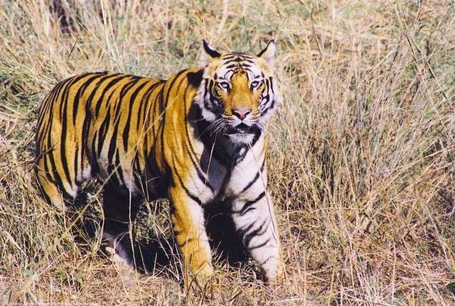 Hổ Java xuất hiện trở lại sau 36 năm tuyệt chủng?- Ảnh 3. Hổ Java xuất hiện trở lại sau 36 năm tuyệt chủng?- Ảnh 3.