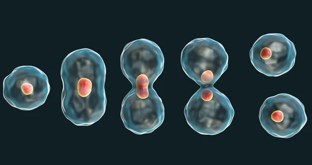 Tại sao tế bào ung thư giết chết vật chủ của chúng trong khi vật chủ chết thì chúng cũng chết?- Ảnh 3. Tại sao tế bào ung thư giết chết vật chủ của chúng trong khi vật chủ chết thì chúng cũng chết?- Ảnh 3.