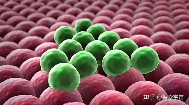 Tại sao tế bào ung thư giết chết vật chủ của chúng trong khi vật chủ chết thì chúng cũng chết?- Ảnh 5. Tại sao tế bào ung thư giết chết vật chủ của chúng trong khi vật chủ chết thì chúng cũng chết?- Ảnh 5.