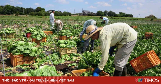 Nhật Bản sử dụng AI để ứng phó với hạn hán- Ảnh 1. Nhật Bản sử dụng AI để ứng phó với hạn hán- Ảnh 1.