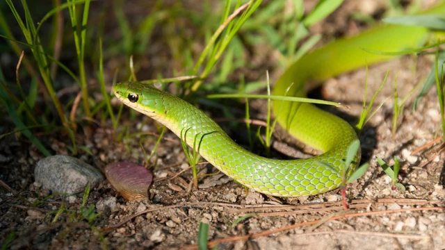 Tại sao ở Ireland không bao giờ có rắn bản địa?- Ảnh 2. Tại sao ở Ireland không bao giờ có rắn bản địa?- Ảnh 2.