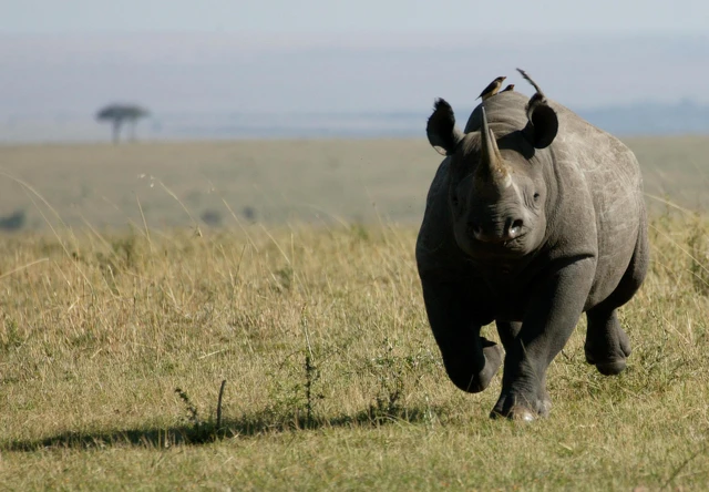Vì sao sư tử châu Phi dám săn trâu rừng nặng gần 1.000kg nhưng lại không dám săn tê giác?- Ảnh 4. Vì sao sư tử châu Phi dám săn trâu rừng nặng gần 1.000kg nhưng lại không dám săn tê giác?- Ảnh 4.