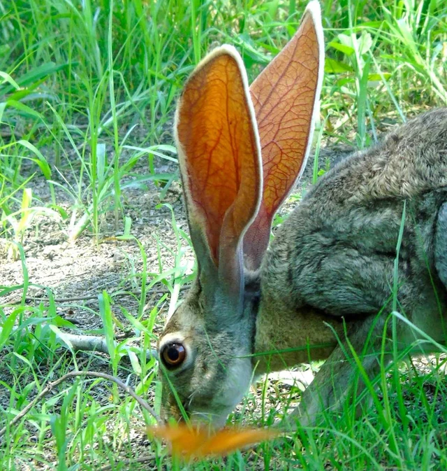 Tai to cũng là một lợi thế: Bí mật sinh tồn của loài thỏ Antelope Jackrabbit!- Ảnh 2. Tai to cũng là một lợi thế: Bí mật sinh tồn của loài thỏ Antelope Jackrabbit!- Ảnh 2.
