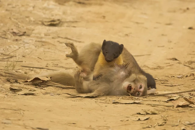 V&igrave; sao lo&agrave;i chồn chỉ nặng v&agrave;i c&acirc;n lại c&oacute; thể săn được lợn rừng nặng 250kg?- Ảnh 3.