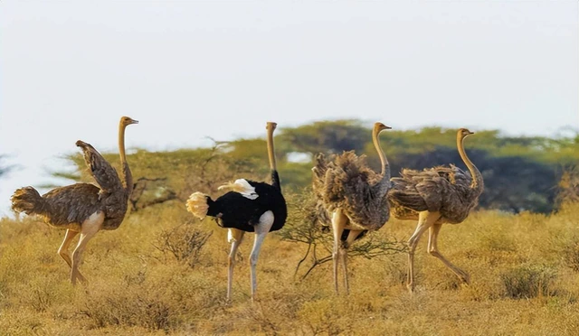 Tại sao sư tử, được mệnh danh là 'kẻ săn mồi hàng đầu', lại hiếm khi săn đà điểu?- Ảnh 2. Tại sao sư tử, được mệnh danh là 'kẻ săn mồi hàng đầu', lại hiếm khi săn đà điểu?- Ảnh 2.