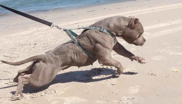 Liệu 20 con chó pitbull có thể sống sót trong một tuần nếu được đưa vào thảo nguyên châu Phi?- Ảnh 3. Liệu 20 con chó pitbull có thể sống sót trong một tuần nếu được đưa vào thảo nguyên châu Phi?- Ảnh 3.