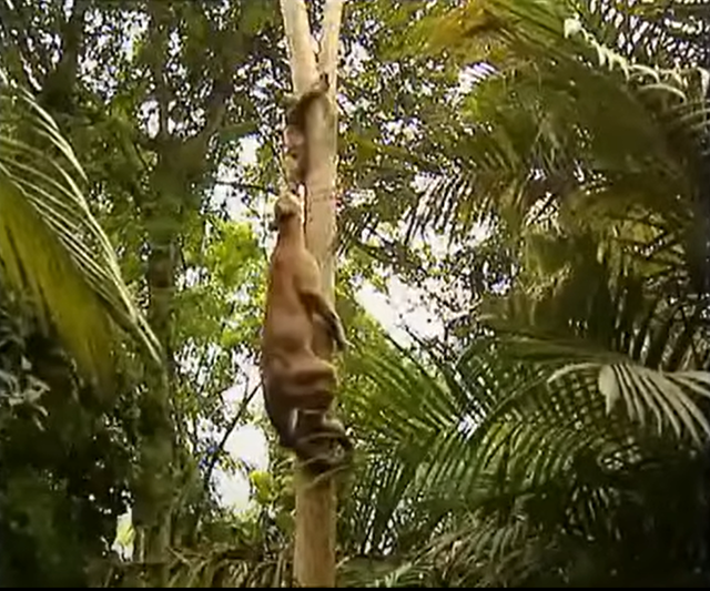 Tại sao loài lười chậm chạp nhưng không bị tuyệt chủng?- Ảnh 1. Tại sao loài lười chậm chạp nhưng không bị tuyệt chủng?- Ảnh 1.