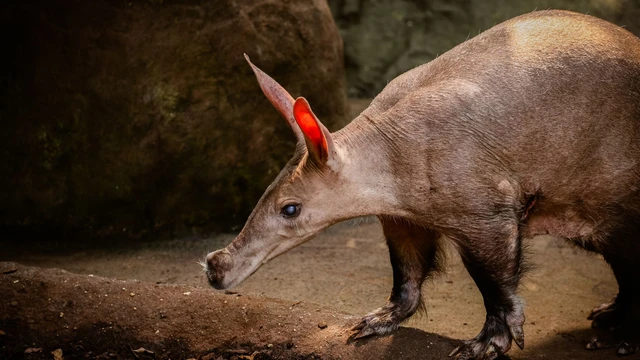 Lợn đất: Lo&agrave;i động vật kỳ lạ c&oacute; tai thỏ v&agrave; th&acirc;n to, tr&ocirc;ng giống lợn nhưng kh&ocirc;ng phải lợn- Ảnh 6.