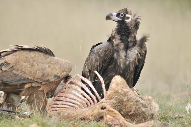Top 5 loài động vật có khả năng sống sót cao nhất sau thảm họa toàn cầu- Ảnh 3. Top 5 loài động vật có khả năng sống sót cao nhất sau thảm họa toàn cầu- Ảnh 3.