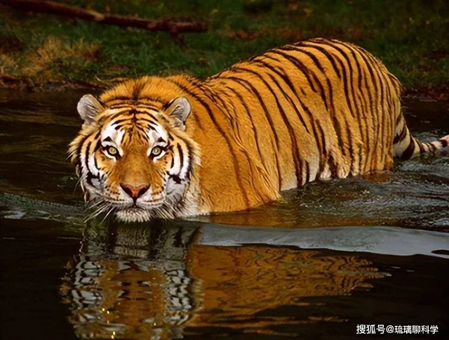 Vì sao Trung Quốc lại quyết định thả 5 con hổ Hoa Nam vào đồng cỏ châu Phi?- Ảnh 4. Vì sao Trung Quốc lại quyết định thả 5 con hổ Hoa Nam vào đồng cỏ châu Phi?- Ảnh 4.