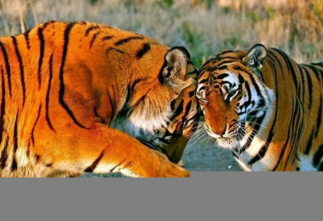 Vì sao Trung Quốc lại quyết định thả 5 con hổ Hoa Nam vào đồng cỏ châu Phi?- Ảnh 5. Vì sao Trung Quốc lại quyết định thả 5 con hổ Hoa Nam vào đồng cỏ châu Phi?- Ảnh 5.