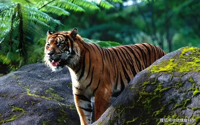 Vì sao Trung Quốc lại quyết định thả 5 con hổ Hoa Nam vào đồng cỏ châu Phi?- Ảnh 2. Vì sao Trung Quốc lại quyết định thả 5 con hổ Hoa Nam vào đồng cỏ châu Phi?- Ảnh 2.