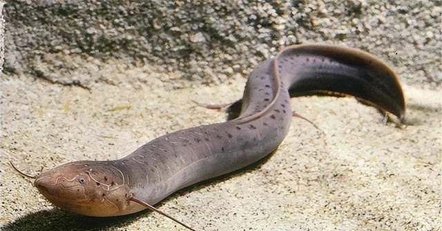 Loài cá kỳ lạ nhất châu Phi: Ẩn mình dưới lòng đất nhiều năm không cần ăn uống nhưng vẫn không thể thoát khỏi bàn tay của con người- Ảnh 4. Loài cá kỳ lạ nhất châu Phi: Ẩn mình dưới lòng đất nhiều năm không cần ăn uống nhưng vẫn không thể thoát khỏi bàn tay của con người- Ảnh 4.