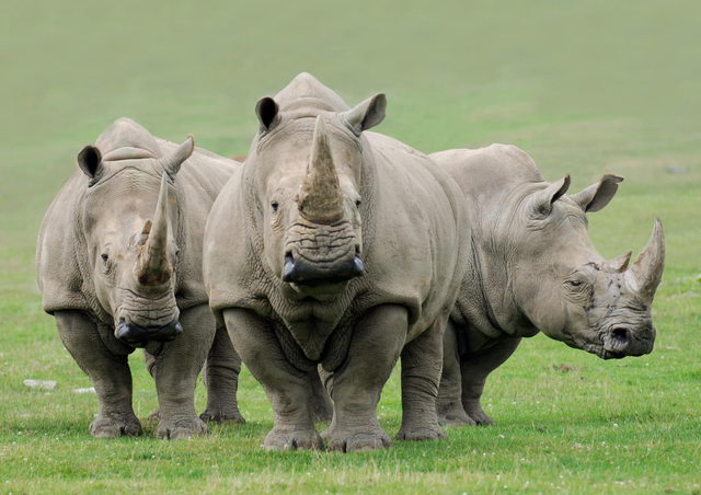Nam Phi đặt chất phóng xạ vào sừng tê giác: Lời cảnh tỉnh cho các thị trường tiêu thụ bột sừng như Việt Nam- Ảnh 4. Nam Phi đặt chất phóng xạ vào sừng tê giác: Lời cảnh tỉnh cho các thị trường tiêu thụ bột sừng như Việt Nam- Ảnh 4.