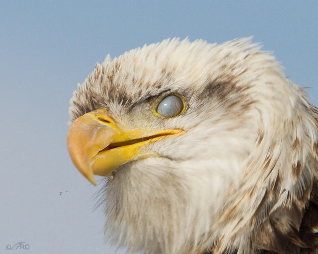 Tại sao rất nhiều loài động vật có mí mắt thứ ba, bao gồm cả thú cưng của chúng ta, nhưng con người thì không?- Ảnh 4. Tại sao rất nhiều loài động vật có mí mắt thứ ba, bao gồm cả thú cưng của chúng ta, nhưng con người thì không?- Ảnh 4.