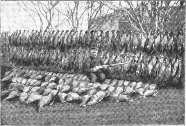 Tại sao loài chim cánh cụt khổng lồ được tìm thấy trên khắp Bắc Cực lại bị tuyệt chủng hơn 100 năm trước?- Ảnh 4. Tại sao loài chim cánh cụt khổng lồ được tìm thấy trên khắp Bắc Cực lại bị tuyệt chủng hơn 100 năm trước?- Ảnh 4.