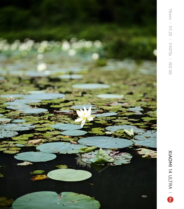 Mang Xiaomi 14 Ultra đi Ninh Bình chụp sen: Nhiều mức zoom lợi thế vô cùng, chụp macro rất vui nhưng có 1 điểm trừ to cần xử lý gấp- Ảnh 13. Mang Xiaomi 14 Ultra đi Ninh Bình chụp sen: Nhiều mức zoom lợi thế vô cùng, chụp macro rất vui nhưng có 1 điểm trừ to cần xử lý gấp- Ảnh 13.