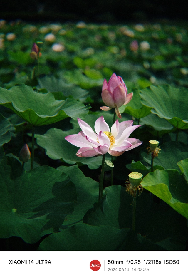 Mang Xiaomi 14 Ultra đi Ninh Bình chụp sen: Nhiều mức zoom lợi thế vô cùng, chụp macro rất vui nhưng có 1 điểm trừ to cần xử lý gấp- Ảnh 10. Mang Xiaomi 14 Ultra đi Ninh Bình chụp sen: Nhiều mức zoom lợi thế vô cùng, chụp macro rất vui nhưng có 1 điểm trừ to cần xử lý gấp- Ảnh 10.