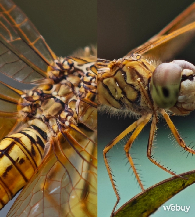 Mang Xiaomi 14 Ultra đi Ninh Bình chụp sen: Nhiều mức zoom lợi thế vô cùng, chụp macro rất vui nhưng có 1 điểm trừ to cần xử lý gấp- Ảnh 23. Mang Xiaomi 14 Ultra đi Ninh Bình chụp sen: Nhiều mức zoom lợi thế vô cùng, chụp macro rất vui nhưng có 1 điểm trừ to cần xử lý gấp- Ảnh 23.