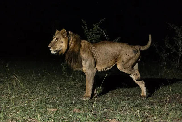 Con sư tử gan dạ nhất thế giới và hành trình phi thường vượt qua dòng sông đầy cá sấu để tìm bạn đời- Ảnh 2. Con sư tử gan dạ nhất thế giới và hành trình phi thường vượt qua dòng sông đầy cá sấu để tìm bạn đời- Ảnh 2.
