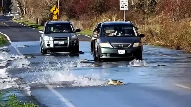 Hành trình sinh tử: Vượt qua muôn trùng thử thách trên con đường di cư của cá hồi!- Ảnh 4. Hành trình sinh tử: Vượt qua muôn trùng thử thách trên con đường di cư của cá hồi!- Ảnh 4.