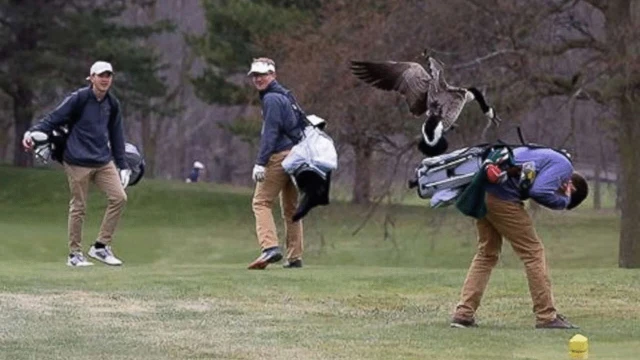 B&iacute; ẩn đằng sau sự hung h&atilde;n của lo&agrave;i ngỗng v&agrave; l&yacute; do tại sao 'ở đ&acirc;u c&oacute; ngỗng th&igrave; ở đ&oacute; kh&ocirc;ng c&oacute; rắn?- Ảnh 3.