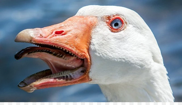 Bí ẩn đằng sau sự hung hãn của loài ngỗng và lý do tại sao 'ở đâu có ngỗng thì ở đó không có rắn?- Ảnh 1. Bí ẩn đằng sau sự hung hãn của loài ngỗng và lý do tại sao 'ở đâu có ngỗng thì ở đó không có rắn?- Ảnh 1.