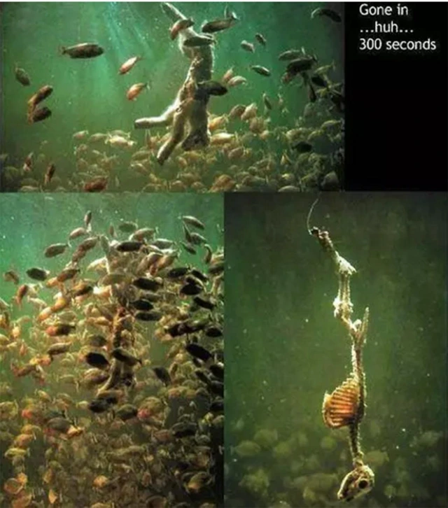 Tại sao cá piranha vô cùng hung dữ nhưng vẫn không thể thống trị sông Amazon?- Ảnh 2. Tại sao cá piranha vô cùng hung dữ nhưng vẫn không thể thống trị sông Amazon?- Ảnh 2.