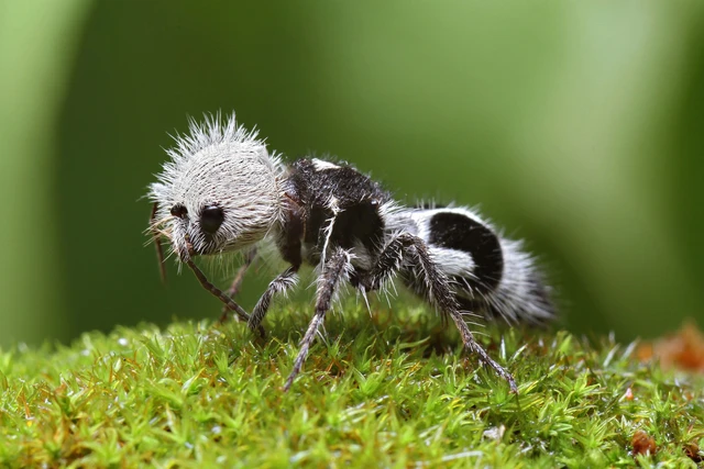 Panda ant: Dù có tên gọi là kiến, nhưng thực chất chúng lại là những con ong bắp cày- Ảnh 1. Panda ant: Dù có tên gọi là kiến, nhưng thực chất chúng lại là những con ong bắp cày- Ảnh 1.