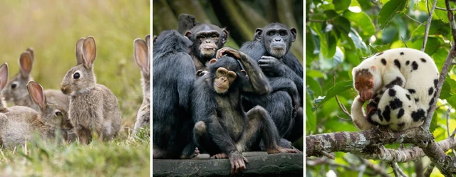 Ruột thừa: Bộ phận tưởng chừng 'vô dụng' nhưng đầy bí ẩn của cơ thể con người- Ảnh 2. Ruột thừa: Bộ phận tưởng chừng 'vô dụng' nhưng đầy bí ẩn của cơ thể con người- Ảnh 2.