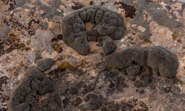 C&aacute;c nh&agrave; khoa học ph&aacute;t hiện ra một lo&agrave;i r&ecirc;u sa mạc c&oacute; khả năng sinh tồn được tr&ecirc;n Sao Hỏa- Ảnh 1.