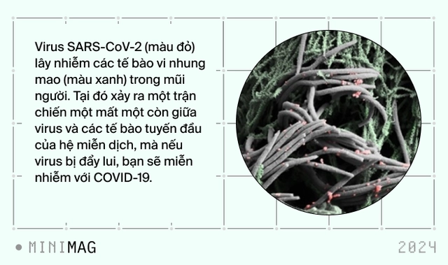 Thí nghiệm lịch sử với COVID: 36 người được trả hơn 5 tỷ đồng để nhỏ virus có độc lực vào mũi. Nếu là bạn, bạn có dám thử không?- Ảnh 6. Thí nghiệm lịch sử với COVID: 36 người được trả hơn 5 tỷ đồng để nhỏ virus có độc lực vào mũi. Nếu là bạn, bạn có dám thử không?- Ảnh 6.