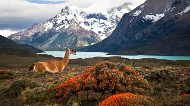 Hóa ra không phải châu Phi, đây mới là châu lục có nhiều loài động vật nhất!- Ảnh 1. Hóa ra không phải châu Phi, đây mới là châu lục có nhiều loài động vật nhất!- Ảnh 1.