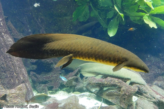 Lo&agrave;i c&aacute; kỳ lạ ph&aacute; vỡ kỷ lục về bộ gen động vật lớn nhất với DNA gấp 30 lần ch&uacute;ng ta- Ảnh 4.