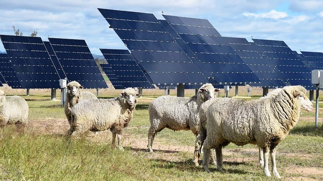 V&igrave; sao Mỹ thả hơn 6.000 con cừu v&agrave;o khu vực xung quanh c&aacute;c tấm pin Mặt Trời ở Texas?- Ảnh 4.