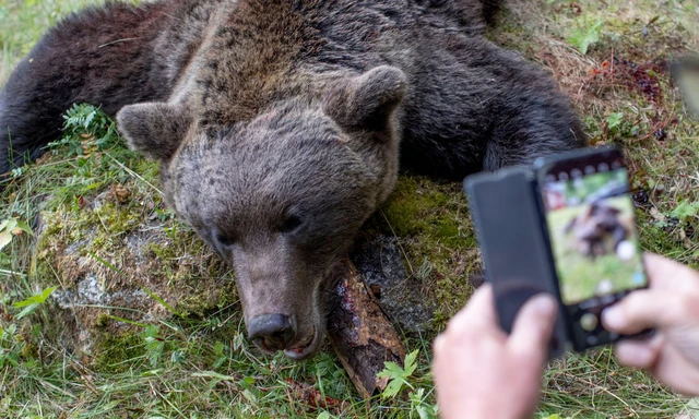 Thụy Điển bắt đầu cuộc săn gấu thường niên, giết 152 con gấu trong vòng chưa đầy 2 ngày!- Ảnh 2. Thụy Điển bắt đầu cuộc săn gấu thường niên, giết 152 con gấu trong vòng chưa đầy 2 ngày!- Ảnh 2.