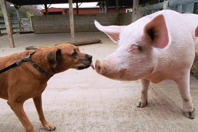 Lợn thông minh hơn chó, vậy tại sao chúng ta đối xử với chúng rất khác nhau?- Ảnh 3. Lợn thông minh hơn chó, vậy tại sao chúng ta đối xử với chúng rất khác nhau?- Ảnh 3.