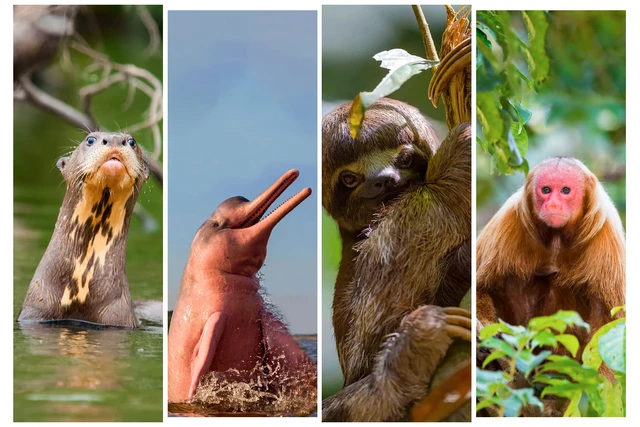 Ẩn mình trong rừng nhiệt đới Amazon là một thành phố lớn với dân số 500.000 người, vẫn chưa thể tiếp cận được bằng đường bộ!- Ảnh 7. Ẩn mình trong rừng nhiệt đới Amazon là một thành phố lớn với dân số 500.000 người, vẫn chưa thể tiếp cận được bằng đường bộ!- Ảnh 7.