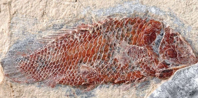 Đâu là nơi nguy hiểm nhất trong lịch sử Trái Đất?- Ảnh 4. Đâu là nơi nguy hiểm nhất trong lịch sử Trái Đất?- Ảnh 4.