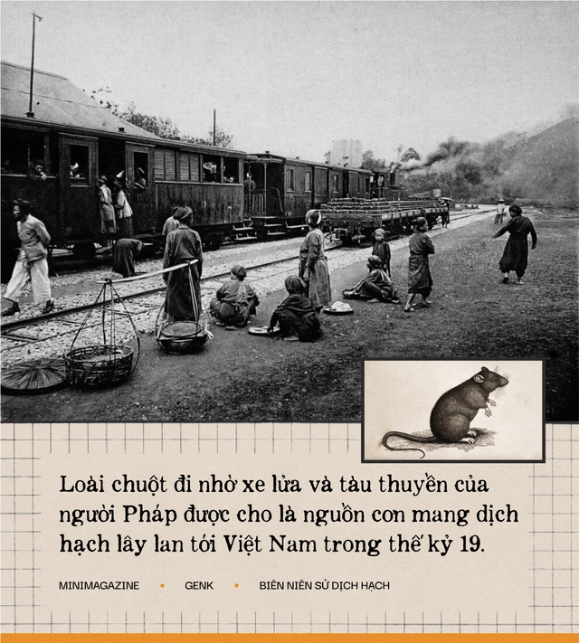 Một biên niên sử về dịch hạch tại Việt Nam và "Cái chết đen" từng xóa sổ 50% dân số Châu Âu trong quá khứ- Ảnh 24. Một biên niên sử về dịch hạch tại Việt Nam và "Cái chết đen" từng xóa sổ 50% dân số Châu Âu trong quá khứ- Ảnh 24.