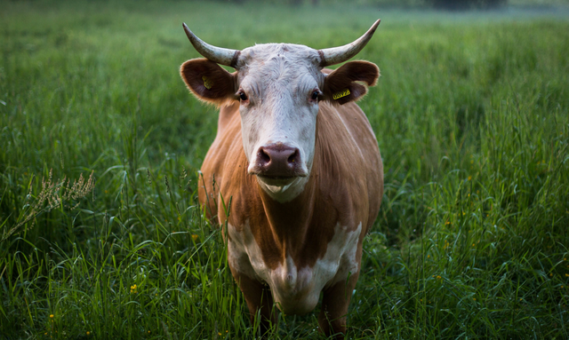 Liệu chế độ ăn thuần chay có thể 'cứu Trái Đất'?- Ảnh 3. Liệu chế độ ăn thuần chay có thể 'cứu Trái Đất'?- Ảnh 3.