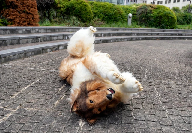 Một nh&agrave; triết học đ&atilde; d&agrave;nh 30 năm để trả lời c&acirc;u hỏi: Liệu sống như một ch&uacute; ch&oacute; th&igrave; c&oacute; đ&aacute;ng sống kh&ocirc;ng?- Ảnh 12.