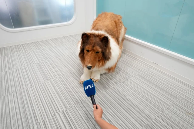 Một nh&agrave; triết học đ&atilde; d&agrave;nh 30 năm để trả lời c&acirc;u hỏi: Liệu sống như một ch&uacute; ch&oacute; th&igrave; c&oacute; đ&aacute;ng sống kh&ocirc;ng?- Ảnh 11.